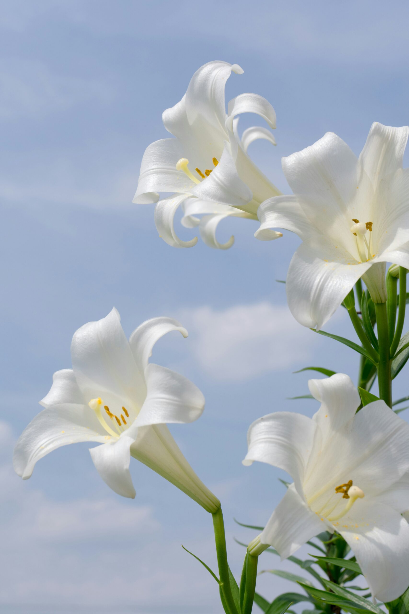 The Impact of Lily Scents on Memory and Mood: Insights from Hong Kong