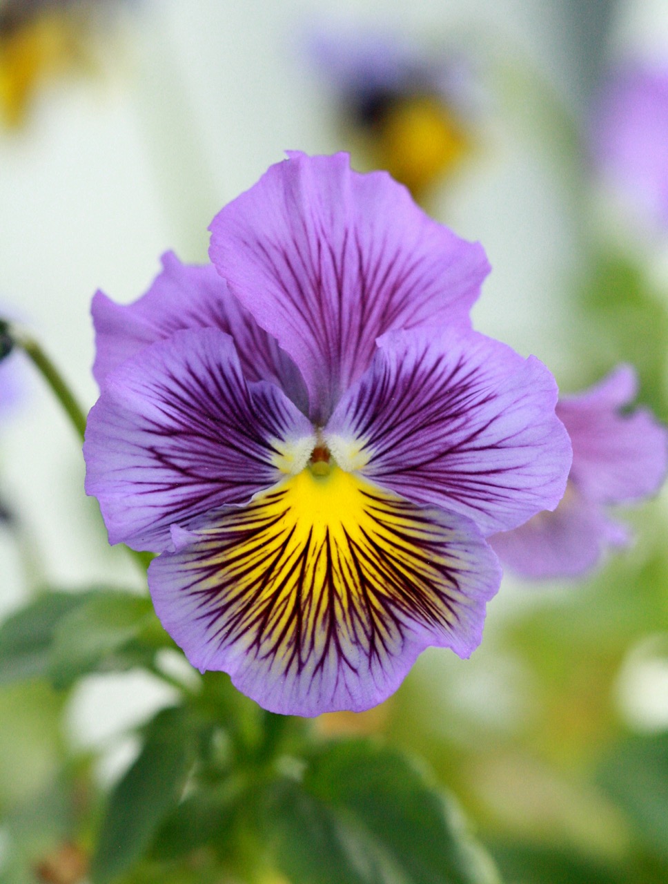 Edible Flowers & Herb Bouquets In Hong kong